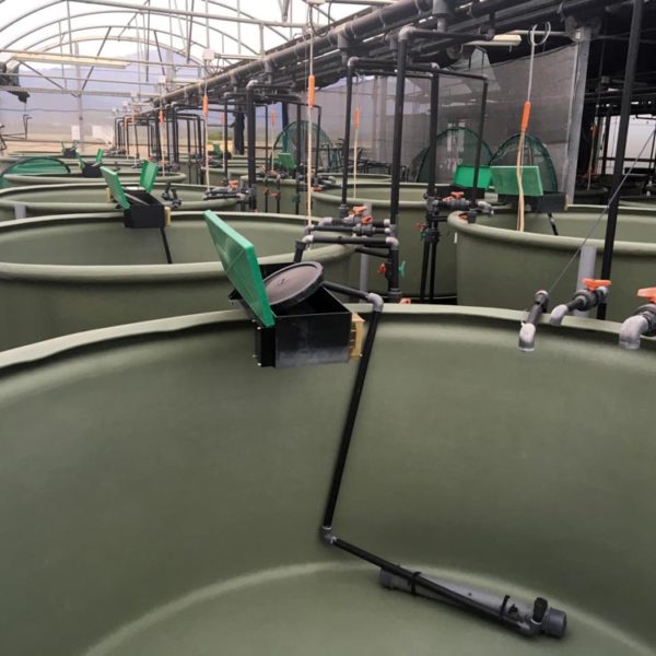 MANY 2500 LITRE AQUACULTURE TANKS INSTALLED WITH A COMMERCIAL FISH GROWING FACILITY